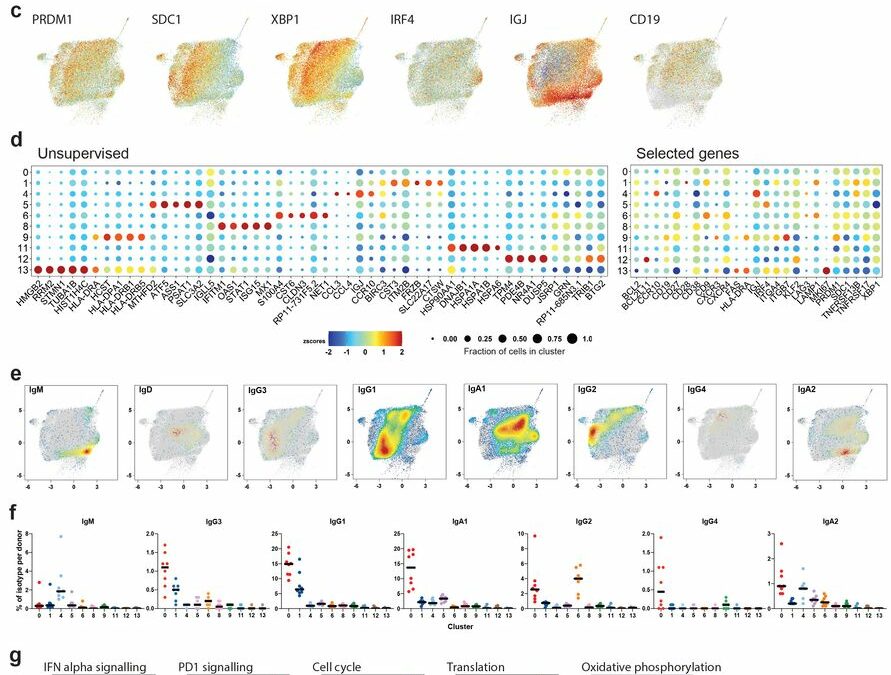 Recruitment of plasma cells to the bone marrow in primary and secondary immune reactions